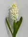124 Hyacinth White