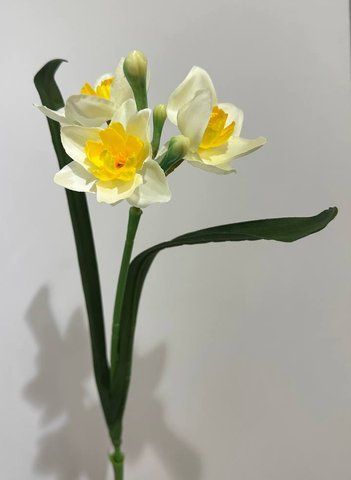 21 Narcissus White