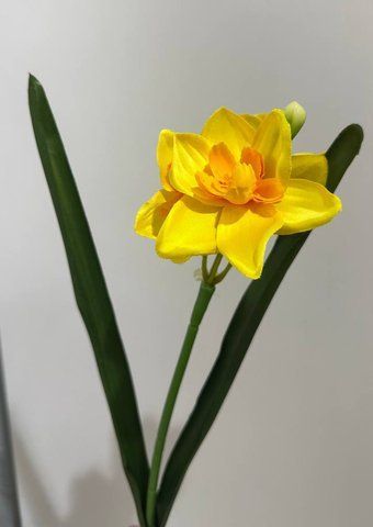 21-1 Yellow Narcissus