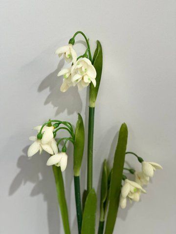 4785 Latex snowdrops