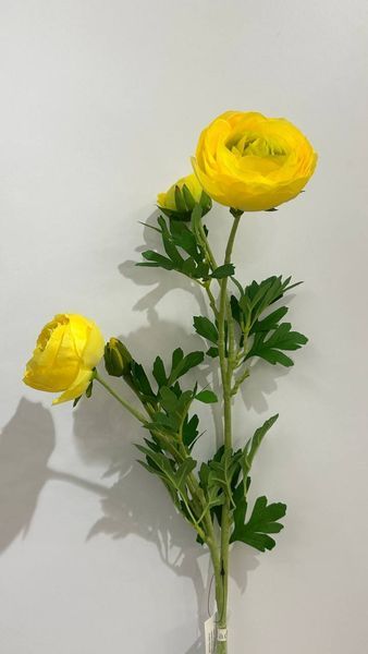 SUN311 Ранункулюс Жовтий SUN311  фото