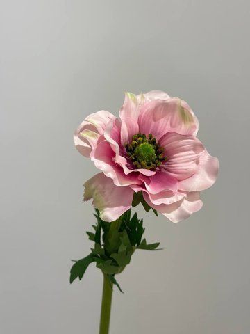 5504 Pink Anemone