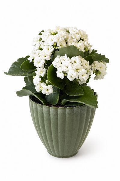 1258 Ecoplastic Planter (H12cm/D12.5cm)