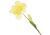Spring flowers